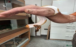 Python Snake reptiles for sale: Ball Python and vivarium - Image 3