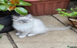 Ragdoll cats for sale: Pure Bred Ragdoll Kittens Available - Image 9