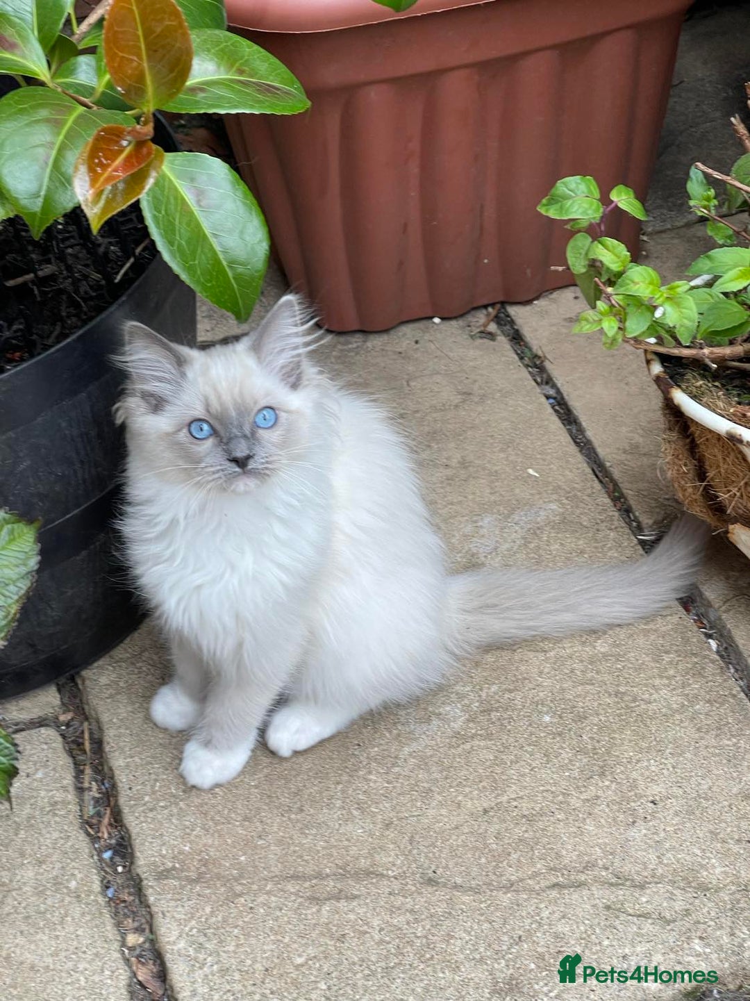 Ragdoll cats for sale: Pure Bred Ragdoll Kittens Available - Image 9