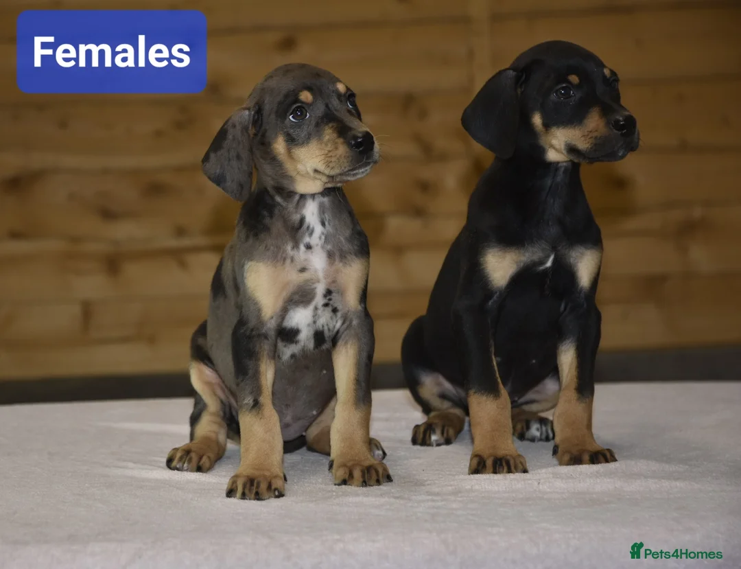 Dobermann dogs for sale: Unique hybrid dobermann pups - Advert 1