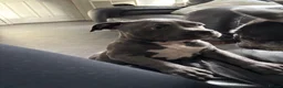 American Bully dogs for sale: American pocket bulldogs 1 ready TO LEAVE  - Advert 8