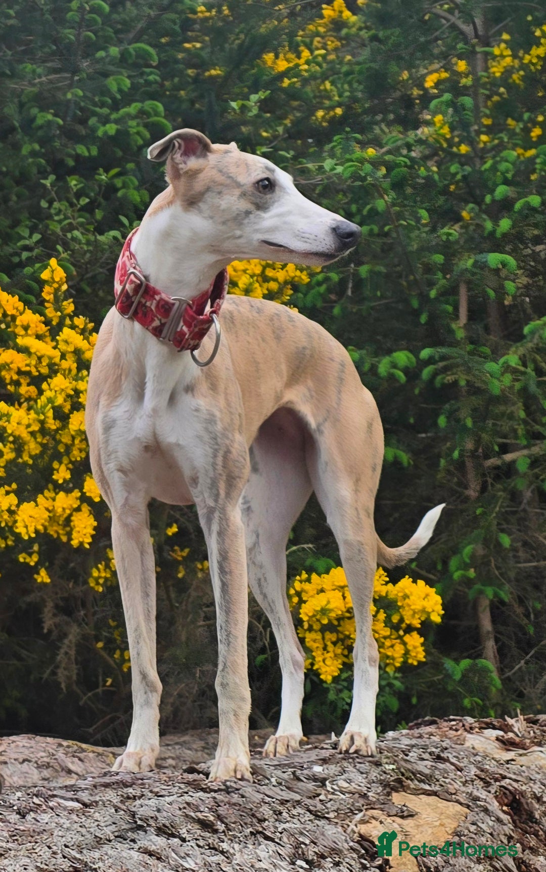 Whippet dogs for sale: KC Registered Small Whippet Puppies - Advert 21