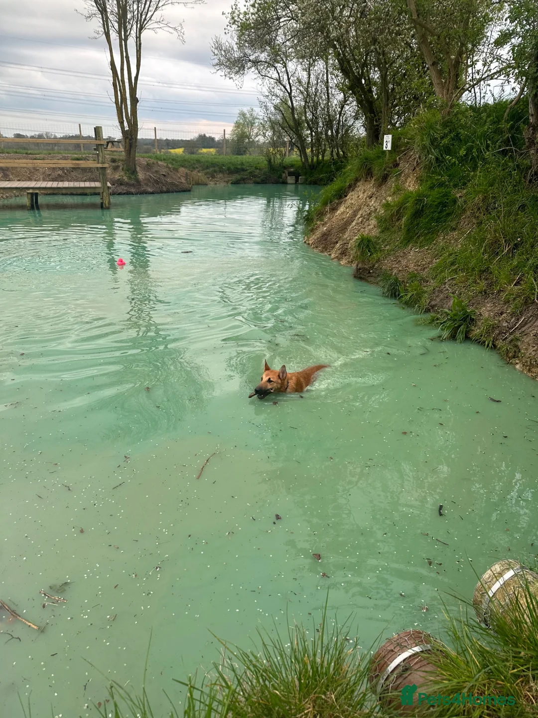 Belgian Shepherd Dog dogs for sale: Winston 3 year old Belgian shepherd  in Ipswich - Advert 2