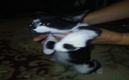 European cats for sale: 3 adorable kittens for sale  - Image 18
