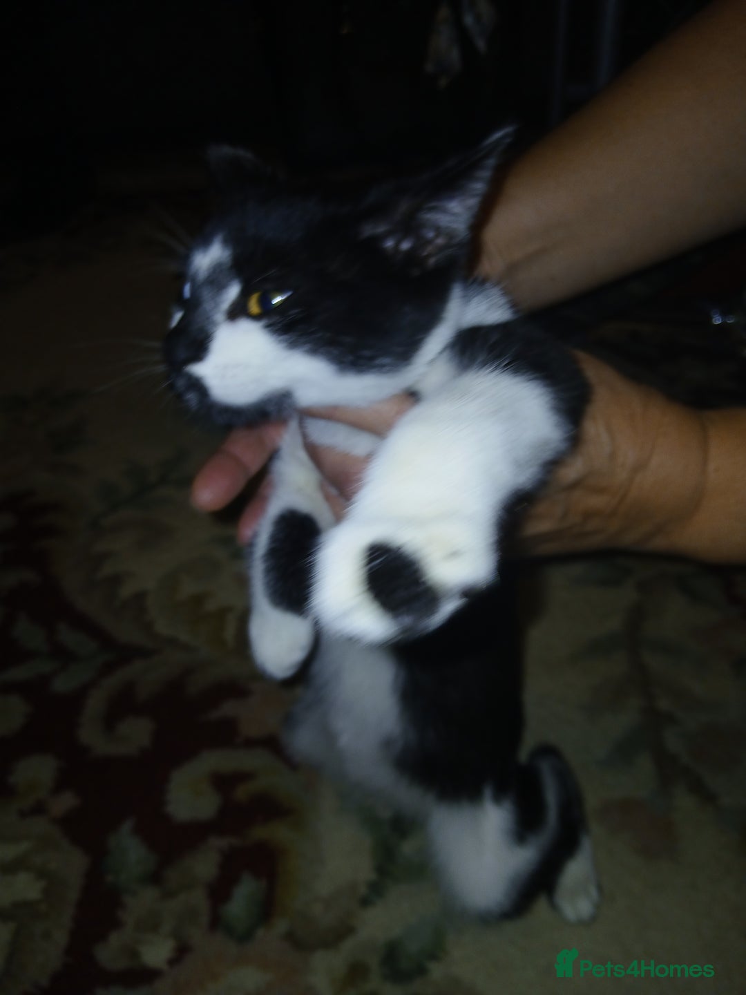 European cats for sale: 3 adorable kittens for sale  - Image 18