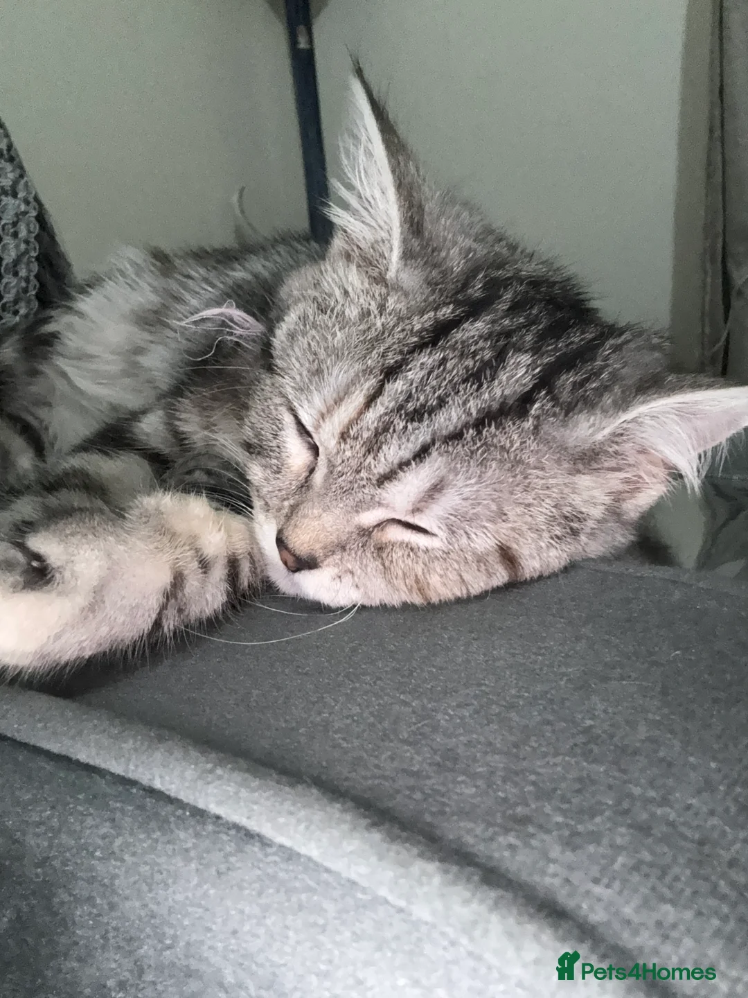 British Longhair cats for sale: My lovely friend for sale - Advert 12