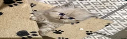 Persian cats for sale: Pedigree Persian Himalayan Kittens - Advert 11