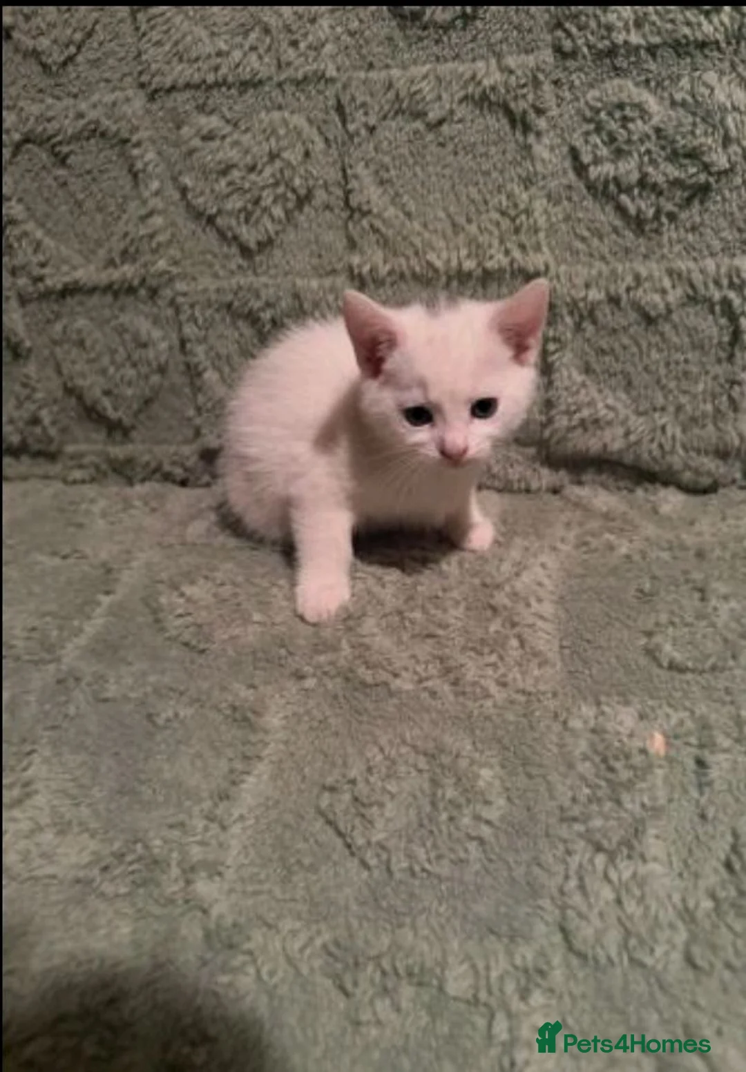 Mixed Breed cats for sale: Adorable kittens sale - Advert 1