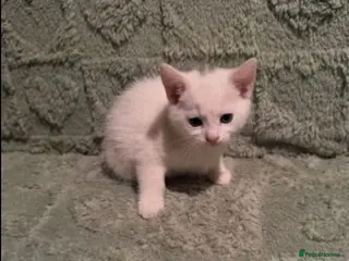 Mixed Breed cats Adorable kittens sale - Advert 1