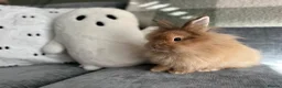 Lionhead rabbits for sale: Mini double maned lionhead  in Stowmarket - Advert 1