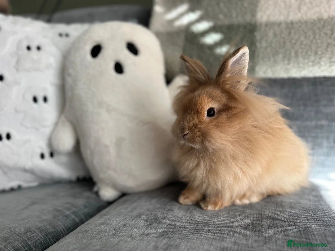 Lionhead rabbits for sale: Mini double maned lionhead  in Stowmarket - Advert 1