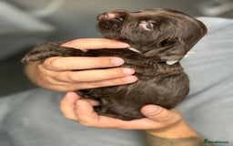 Cockapoo dogs for sale: OUTSTANDING FB1 COCKAPOOS - Image 2