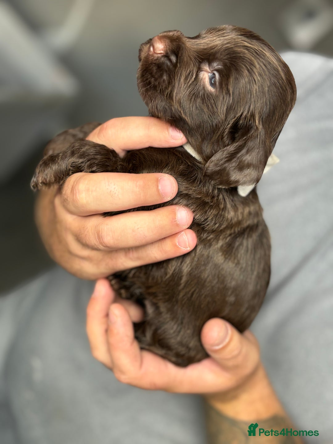 Cockapoo dogs for sale: OUTSTANDING FB1 COCKAPOOS - Image 2