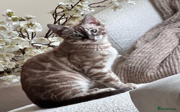 Bengal cats for sale: Pedigree Bengal Brothers - Image 2