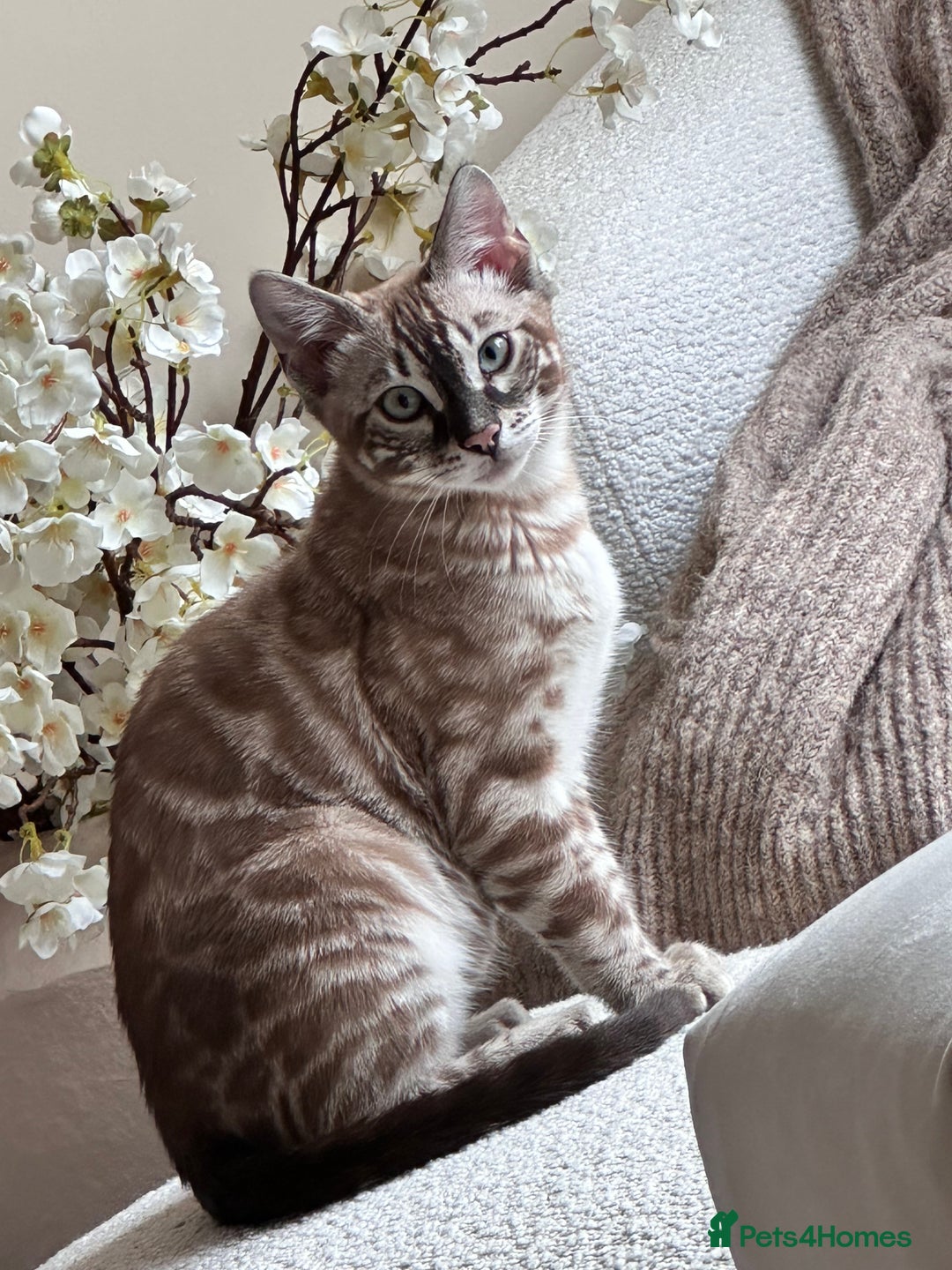 Bengal cats for sale: Pedigree Bengal Brothers - Image 2