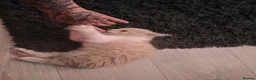 Mixed Breed cats for sale: Maincoon x - Advert 2