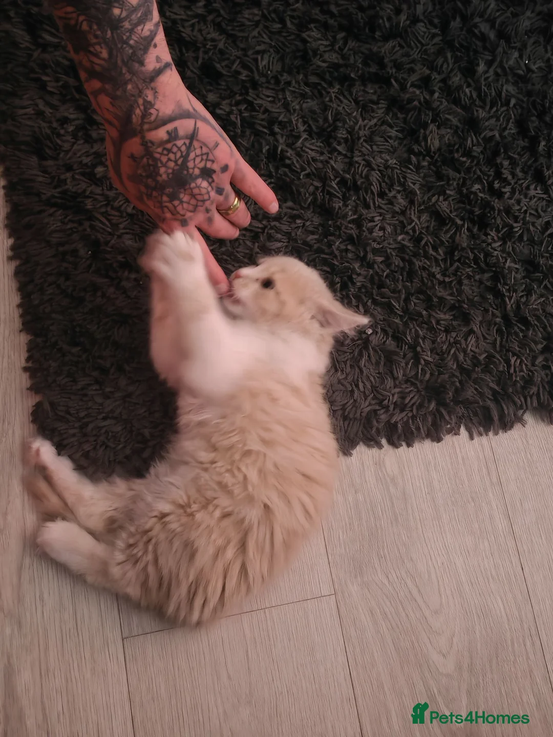 Mixed Breed cats for sale: Maincoon x - Advert 2