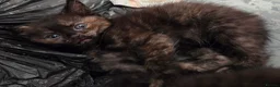 Domestic Shorthair cats for sale: 5 Beautiful female kittens for sale  - Advert 11