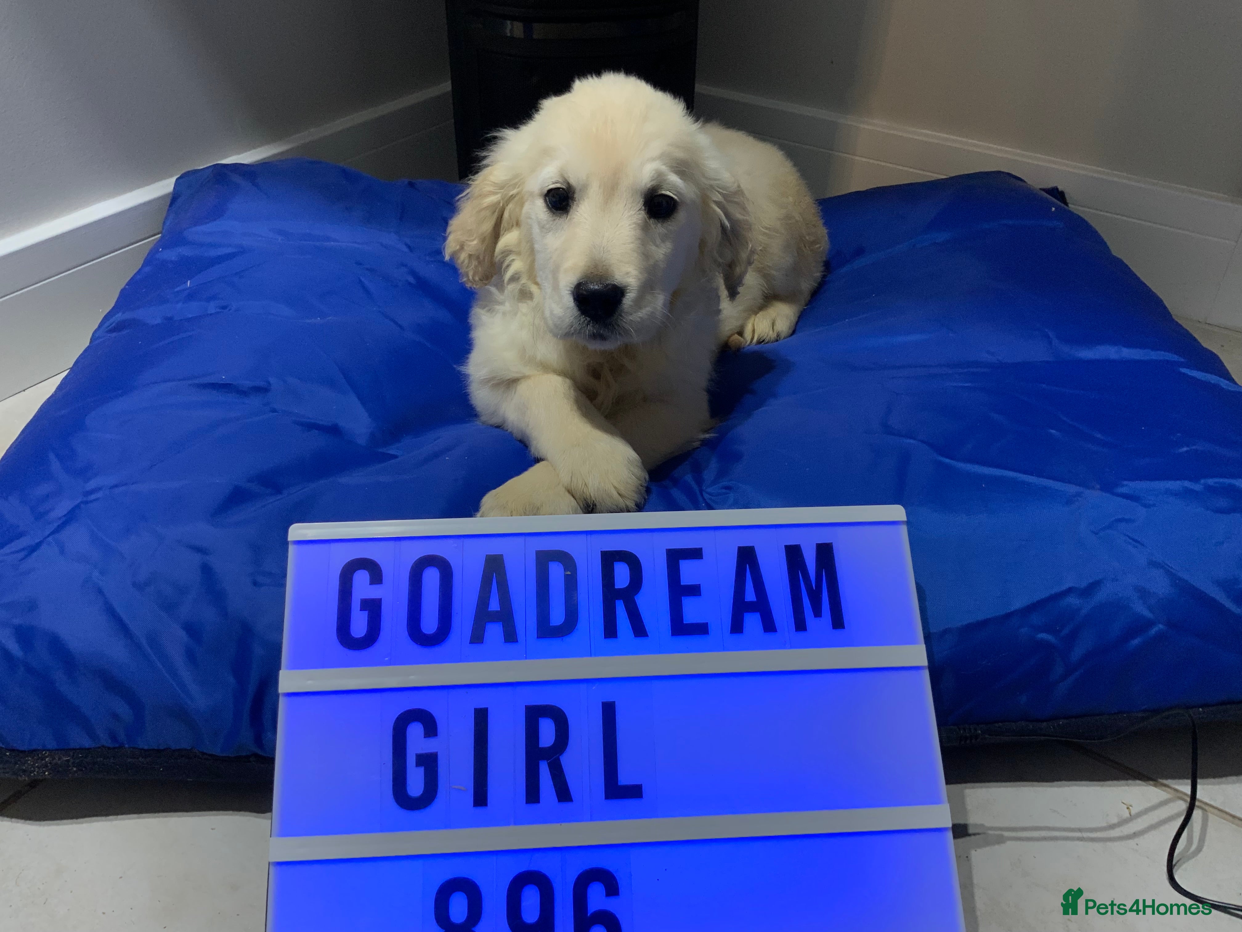 Golden Retriever dogs Golden Retrievers -Goadream kc  - Advert 1