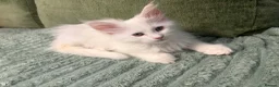 Maine Coon cats for sale: FEMALE MAINE COONS PURE WHITE READY TO LEAVE NOW - Advert 4
