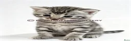Egyptian Mau cats for sale: TICA reg SNOW LEOPARD EGYPTIAN MAU X BENGAL  - Advert 17