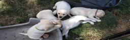 Labrador Retriever dogs for sale: 6 beautiful labrador puppies  - Advert 11