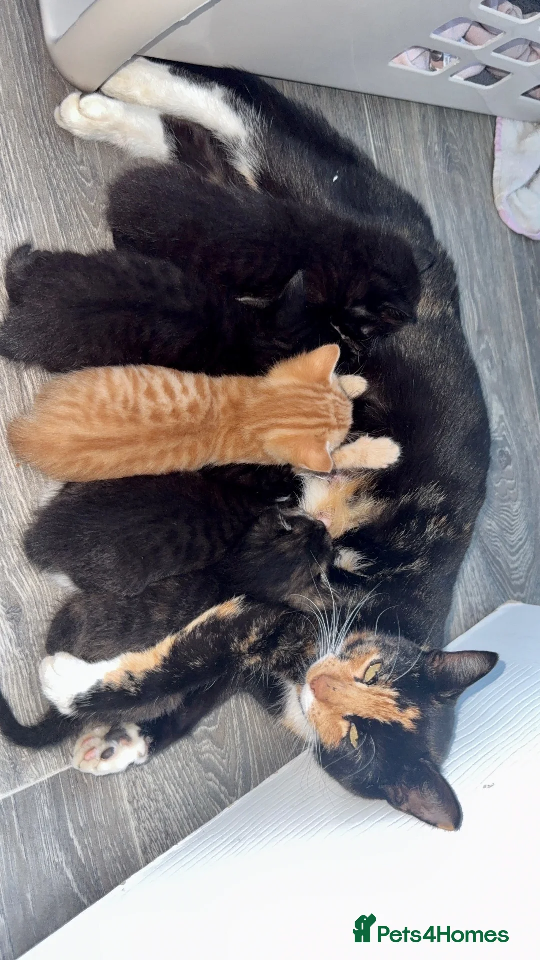 Domestic Shorthair cats for sale: 5 kittens available, Calico Mother. in Nuneaton - Advert 2