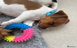 Jack Russell dogs for sale: Quality Jack Russell Puppies - Image 5
