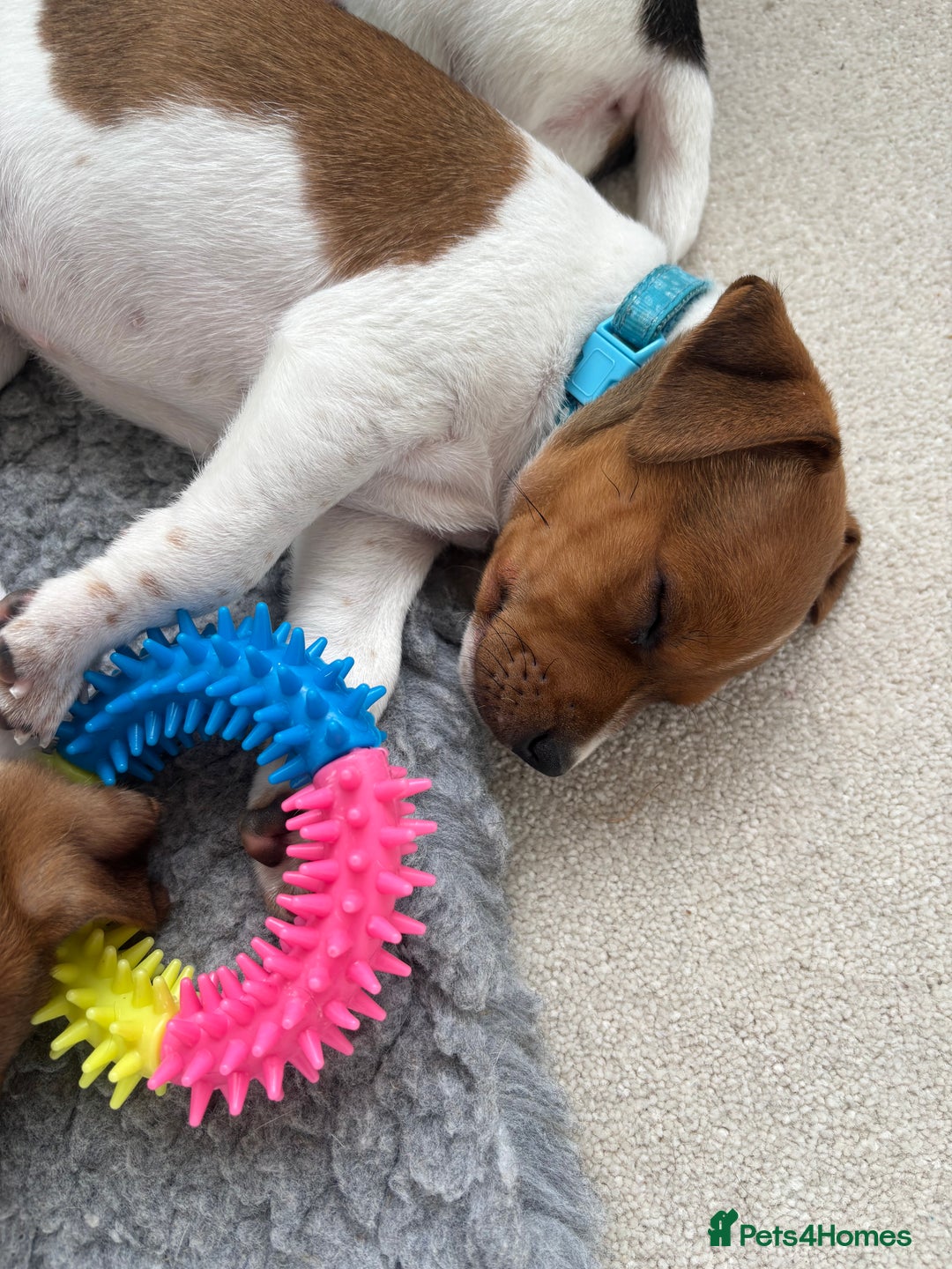 Jack Russell dogs for sale: Quality Jack Russell Puppies - Image 5