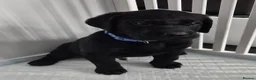 Labrador Retriever dogs for sale: Beautiful KC Labradors - Advert 11