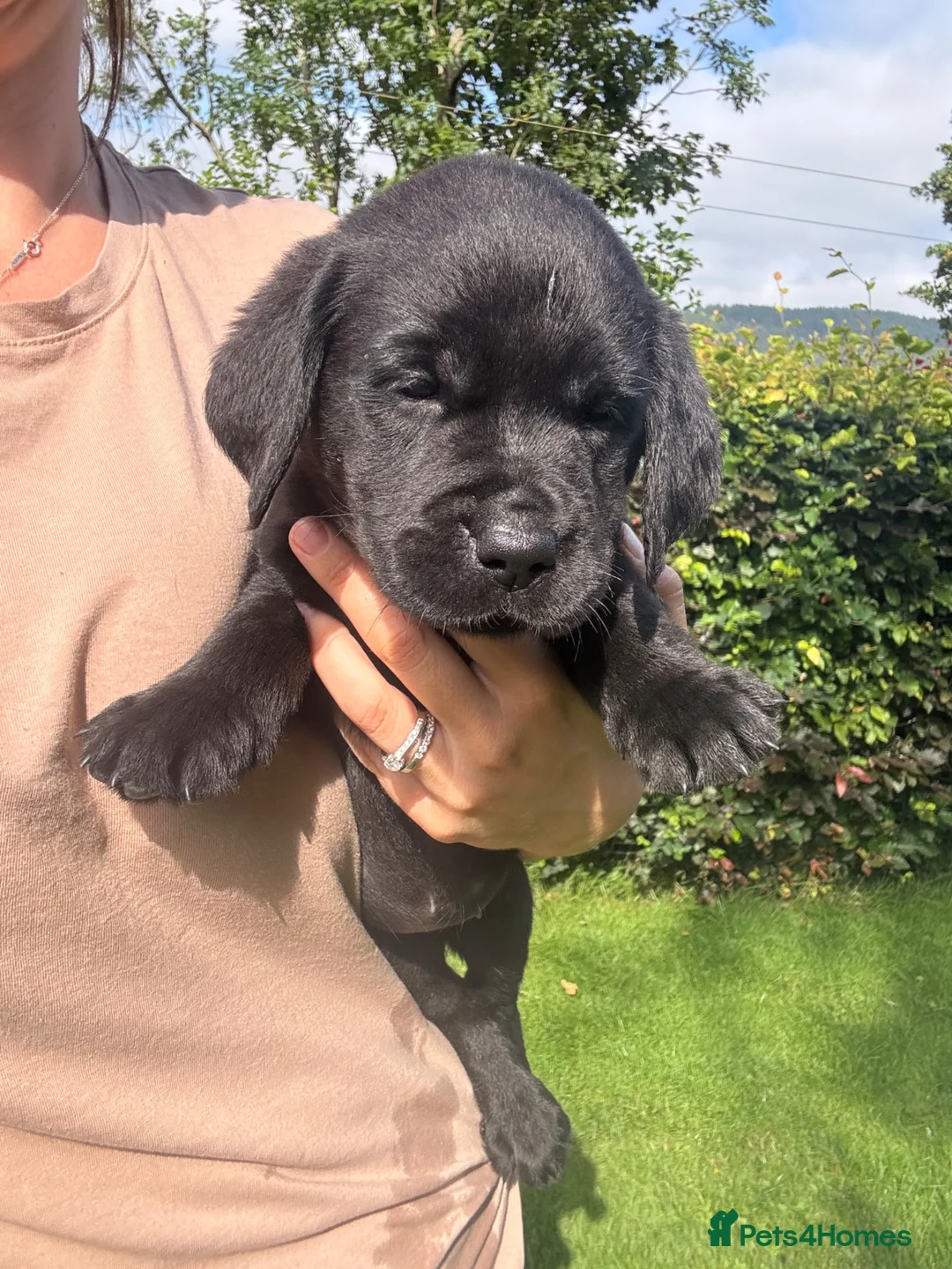 Labrador Retriever dogs for sale: Ready Now - KC Chunky Vet Checked Lab Puppies - Advert 1