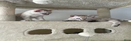 Bengal cats for sale: Snow bengal kittens in Otley - Advert 8
