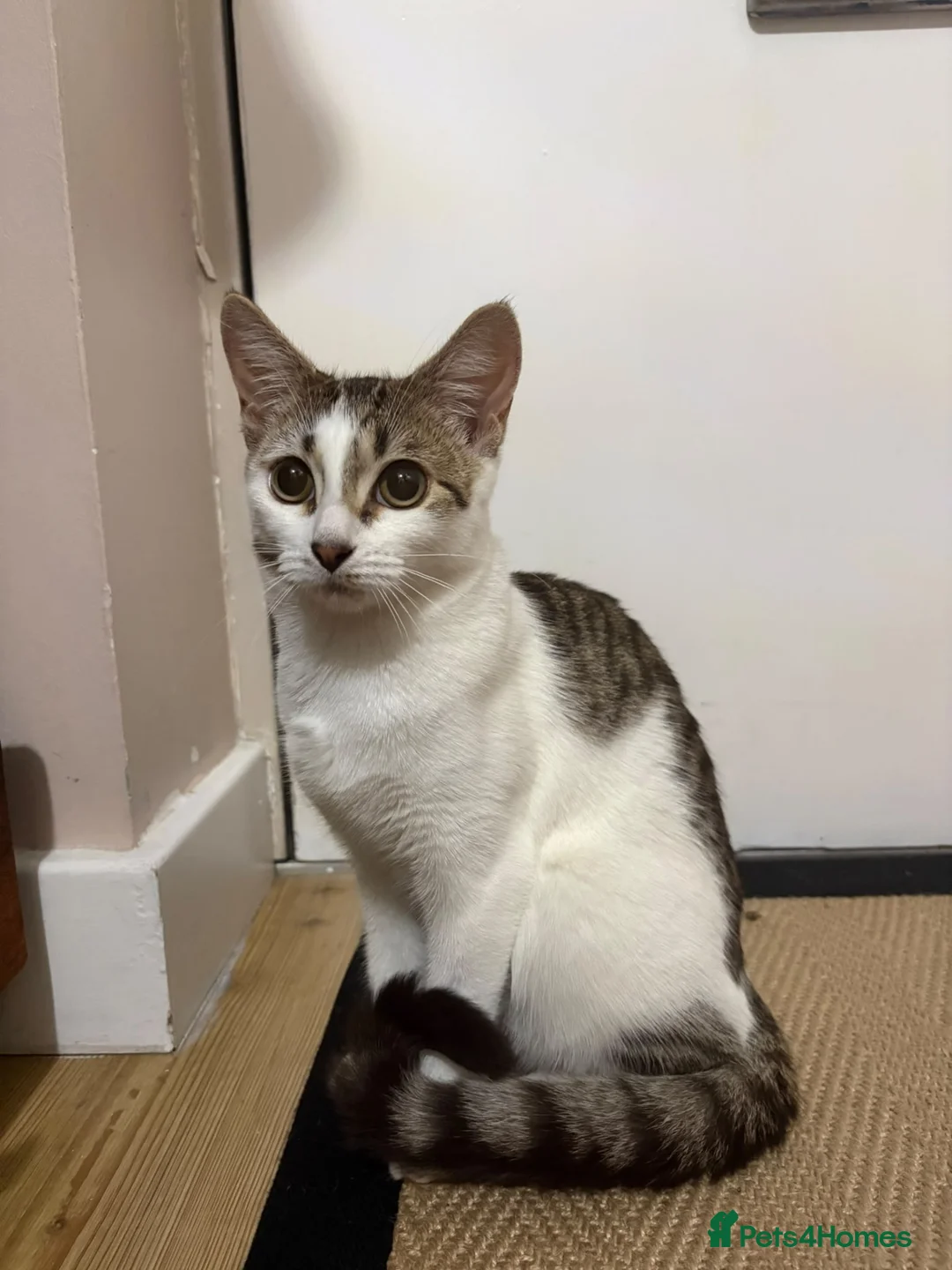 Mixed Breed cats for sale: British shorthair and /bengal in Rainham - Advert 2