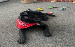 Mixed Breed dogs for sale: lab cross french bulldog for sale - Image 1