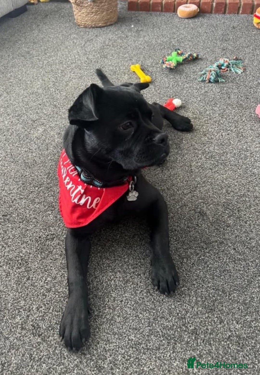 Mixed Breed dogs for sale: lab cross french bulldog for sale - Image 1