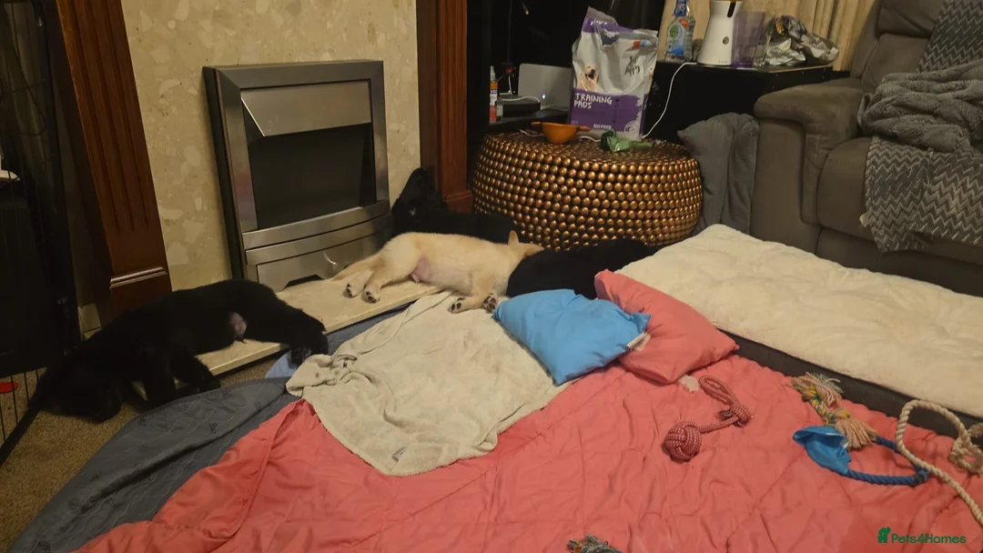 Mixed Breed dogs for sale: German Shepherd x Labrador puppies - Advert 5