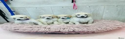 Standard Poodle dogs for sale: Outstanding Standard Poodle Puppies - Advert 5