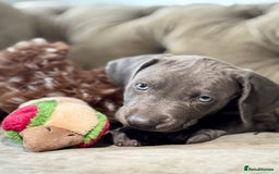Weimaraner dogs for sale:  Ready next week✨1 Boy & last few Girls Available✨ - Image 2