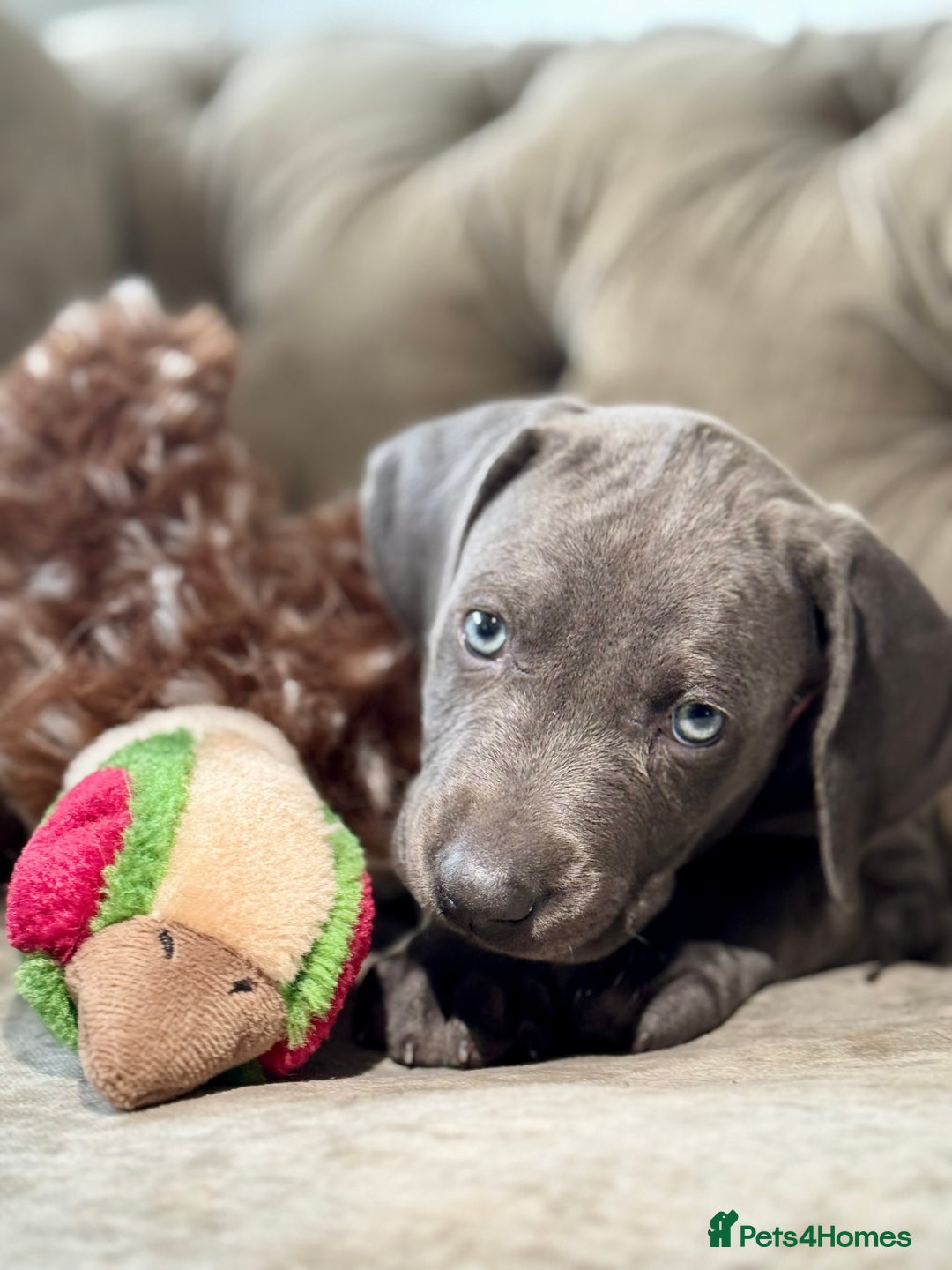 Weimaraner dogs for sale:  Ready next week✨1 Boy & last few Girls Available✨ - Image 2