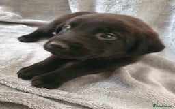 Mixed Breed dogs for sale: Beautiful mixed labrador rottweiler puppies  - Image 8