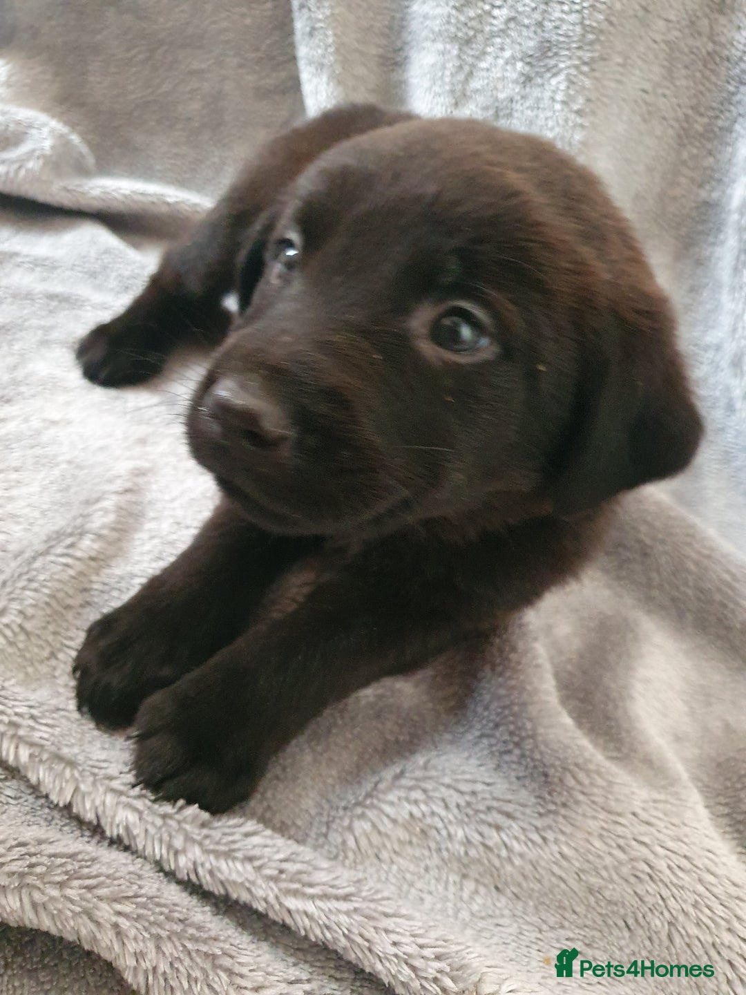 Mixed Breed dogs for sale: Beautiful mixed labrador rottweiler puppies  - Image 8