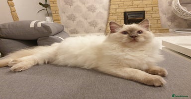 Ragdoll cats in Telford - Advert 2