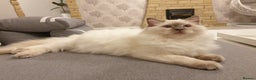 Ragdoll cats for stud: STUD! GCCF Active Registered BLUE POINT MALE STUD in Telford - Advert 2