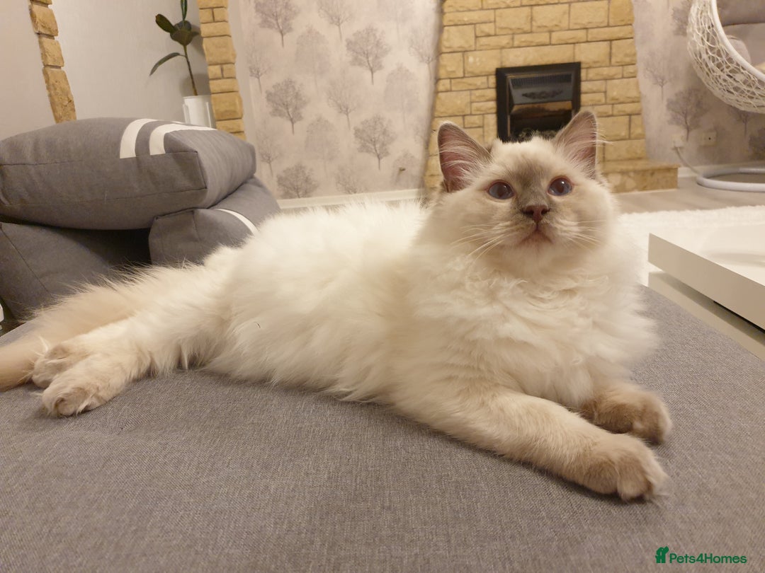 Ragdoll cats for stud: STUD! GCCF Active Registered BLUE POINT MALE STUD in Telford - Image 2