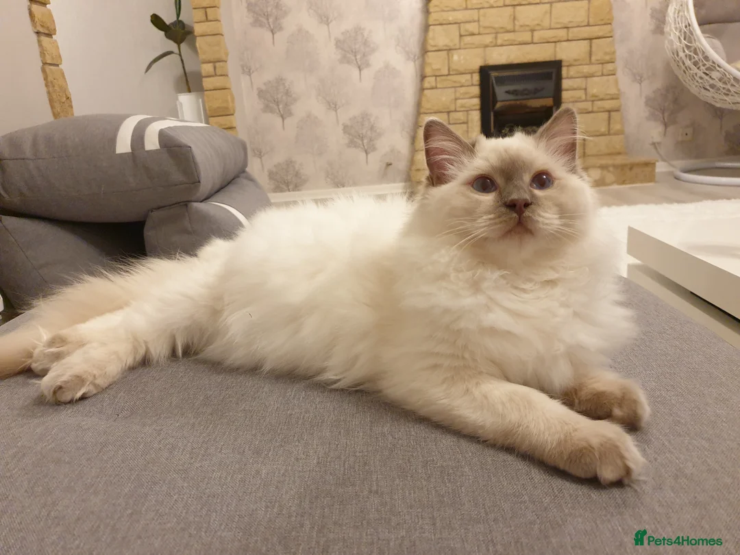Ragdoll cats for stud: STUD! GCCF Active Registered BLUE POINT MALE STUD in Telford - Advert 2