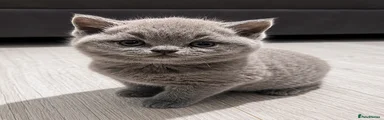 British Shorthair Kitten 1