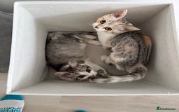 Munchkin cats for sale: Pedigree TICA Munchkin Kittens – Short Legs 🐈 - Image 33