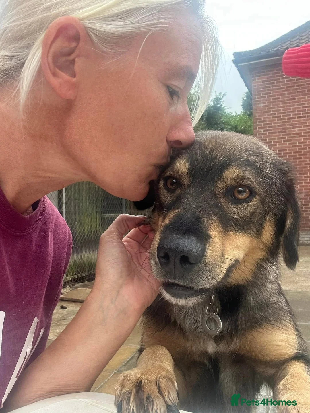 Mixed Breed dogs for adoption: Hovis - Norwich Norfolk  in Norwich - Advert 19