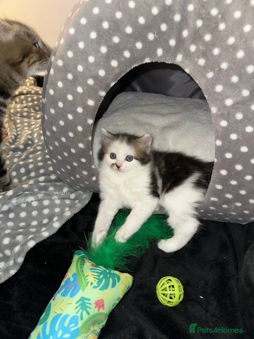 Mixed Breed cats for sale: Adorable mixed breed kittens for sale  - Image 32