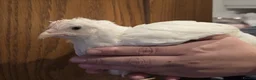 Chickens poultry for sale: White Maran, Legbar and Crypt Walker grow outs - Advert 3